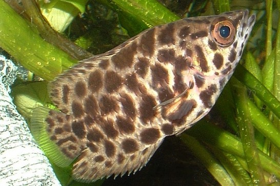 Ctenopoma acutirostre 3,5 cm